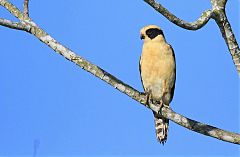 Laughing Falcon